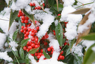Holly