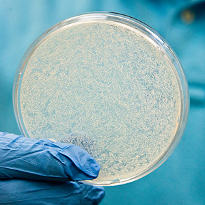 Kruglyak Lab Yeast