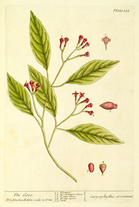 clove plate