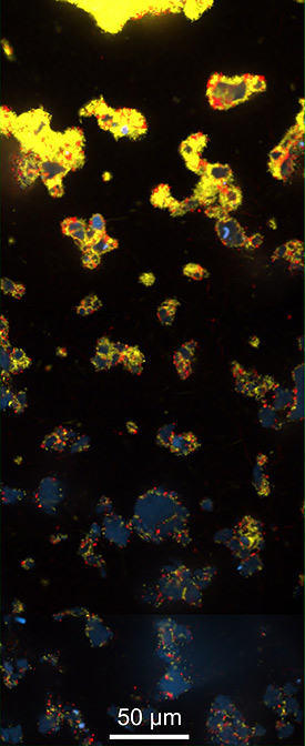 Bassler figure 3