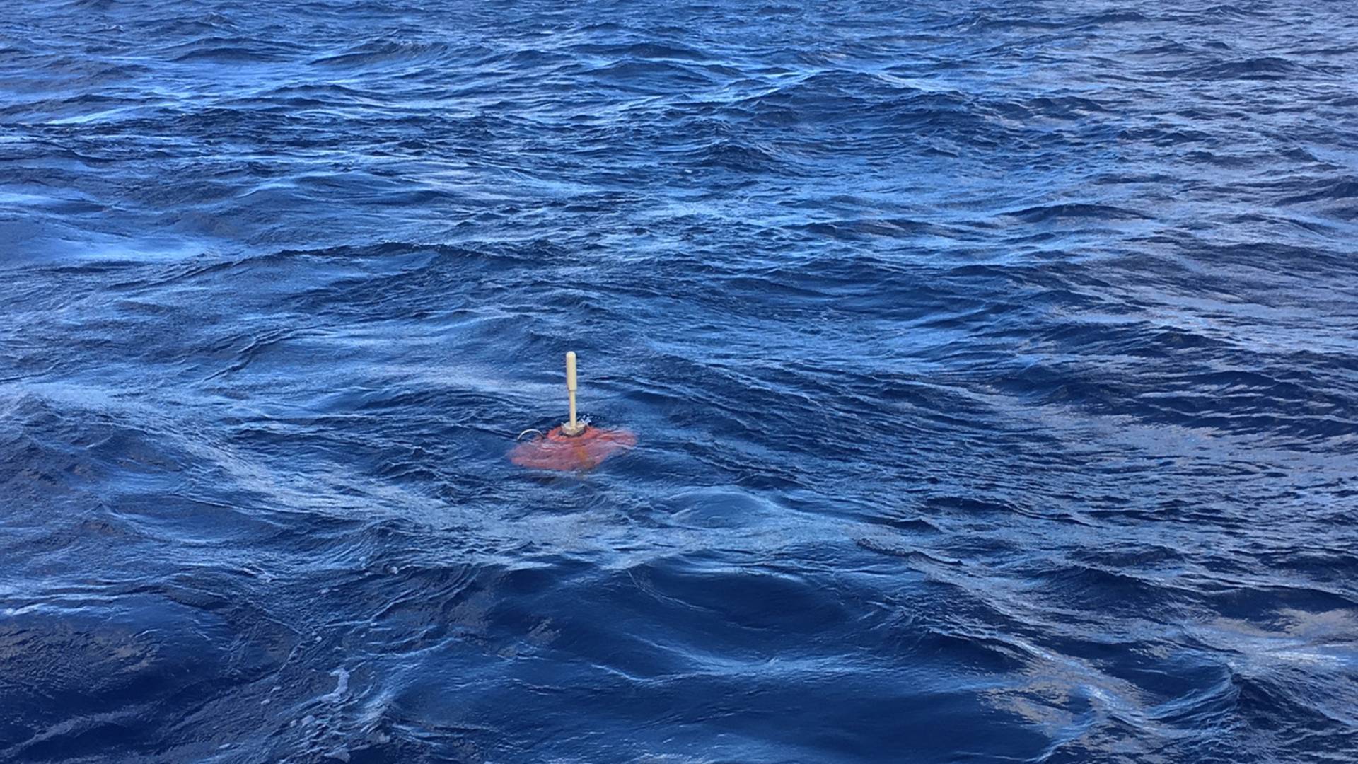 A MERMAID in the ocean