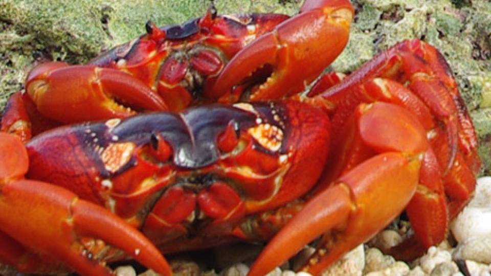 Red Crabs homepage