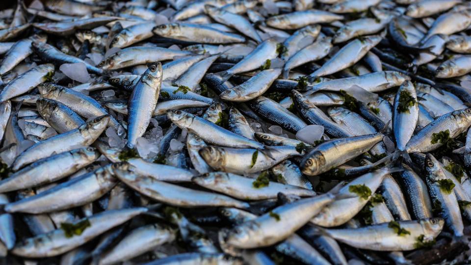 A pile of fish