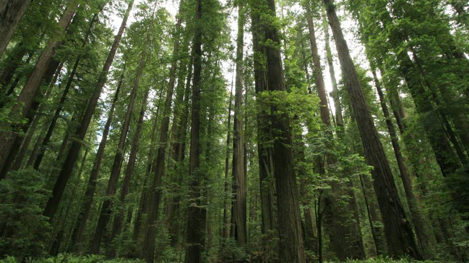 green forest
