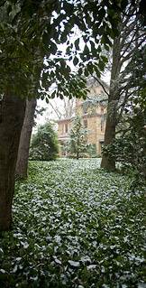 ivy and evergreens