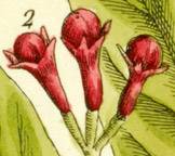 clove detail