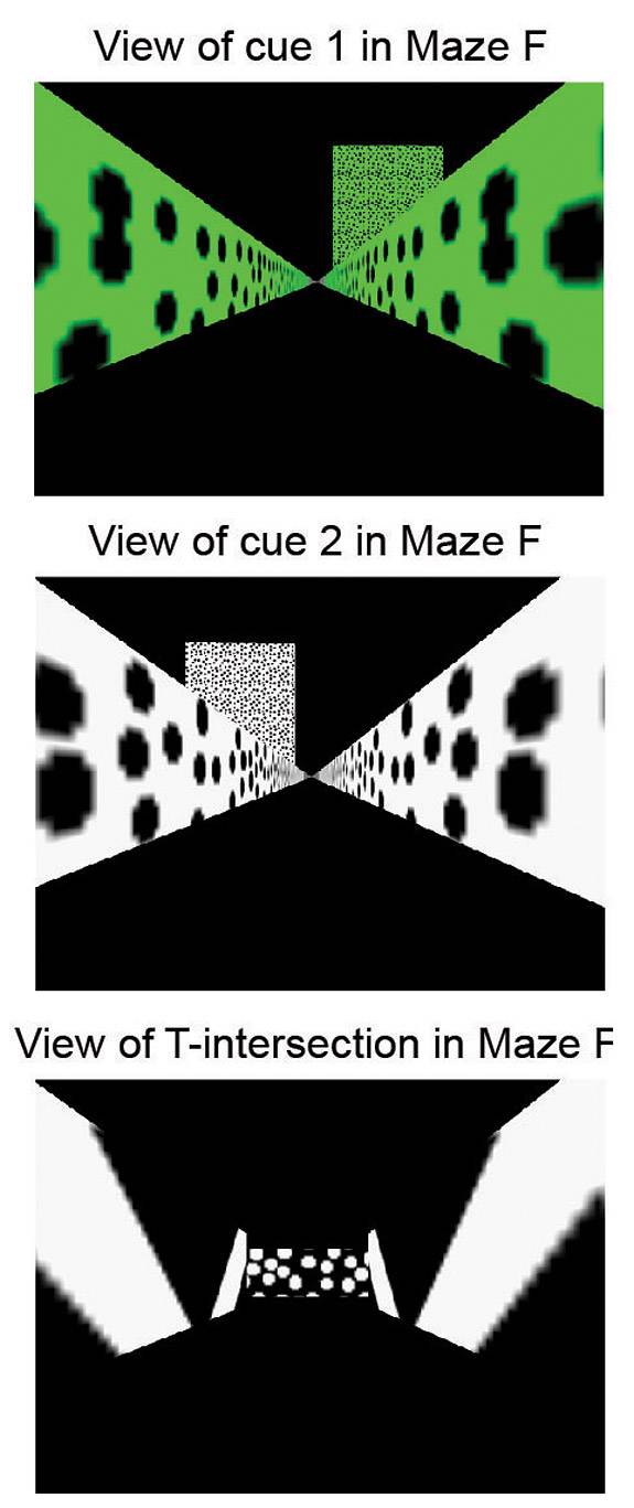 Tank maze images