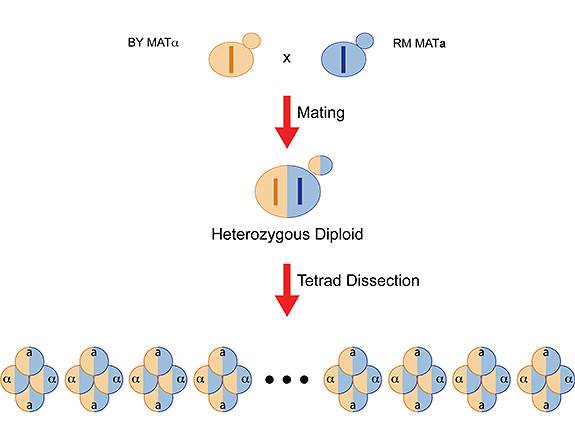 Heritability A