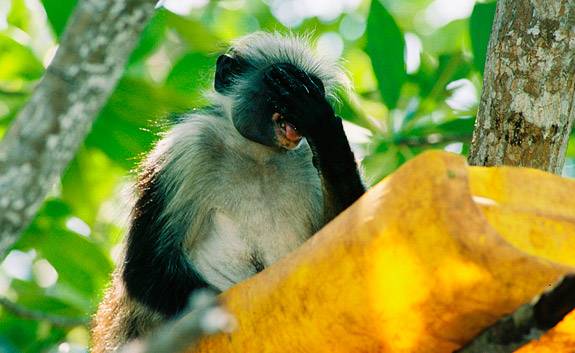Mangrove drinking