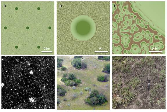 Termites_models