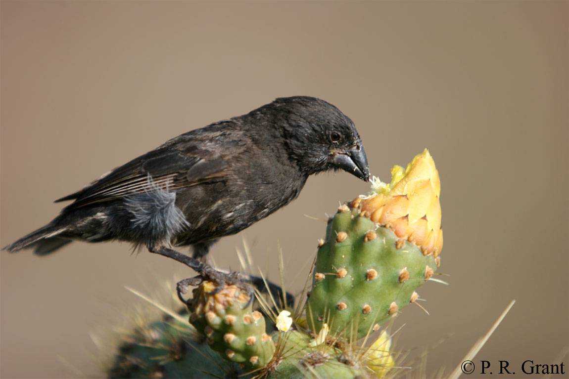 finch 1