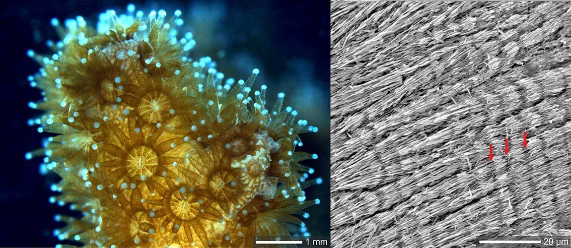 coral and algae