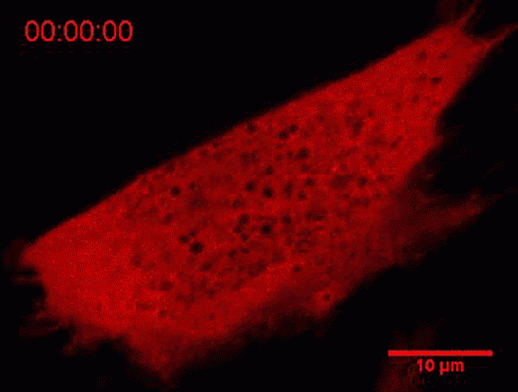 Cell protein