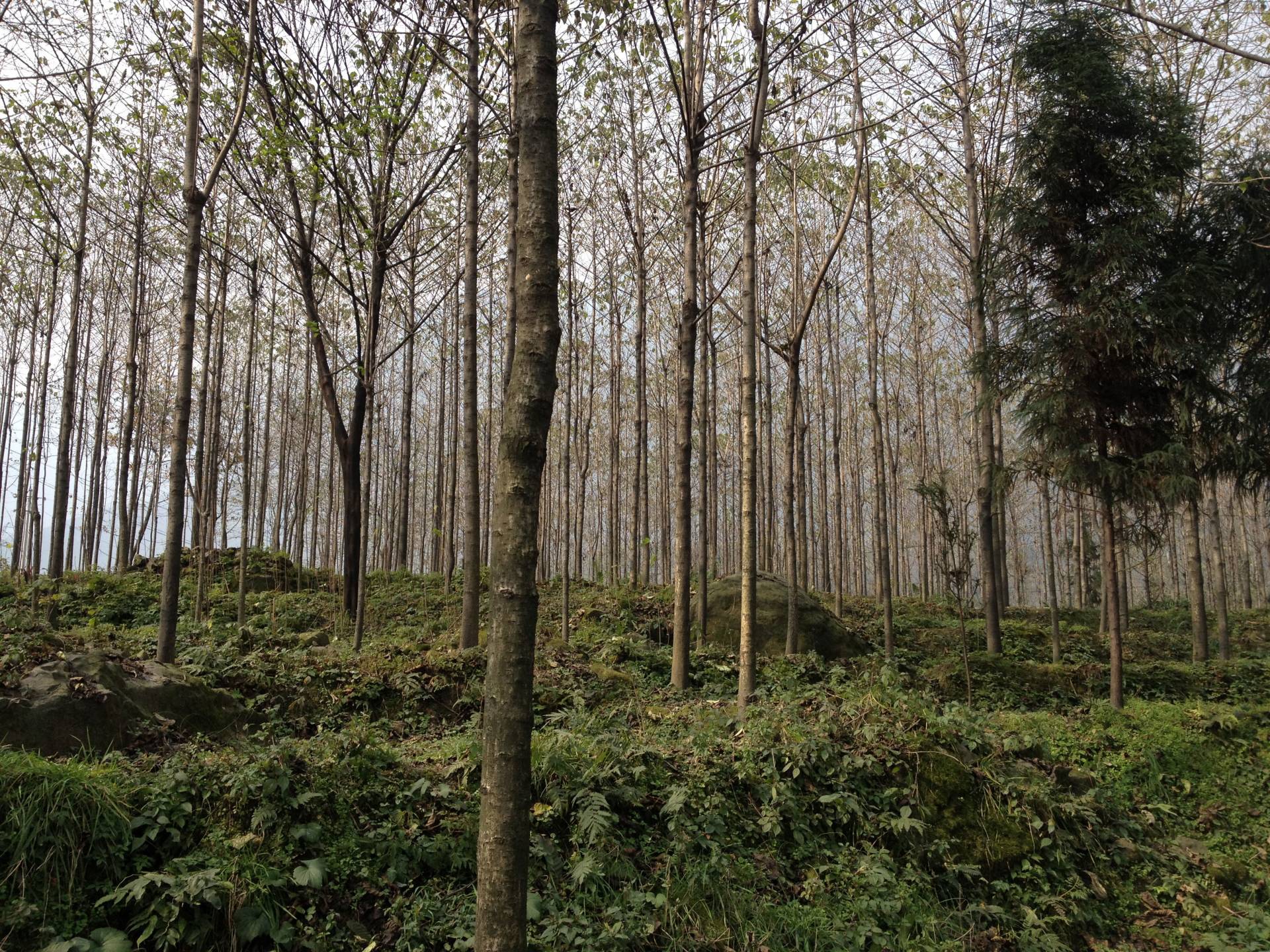 Monoculture forest