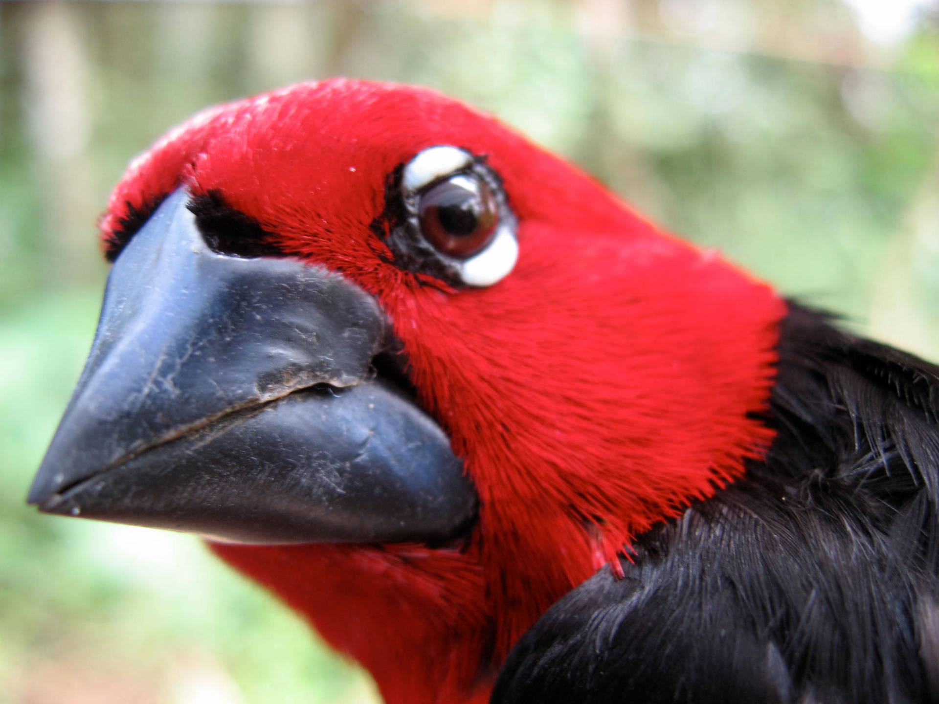 Closeup of the mega morph of a black-bellied seedcracker