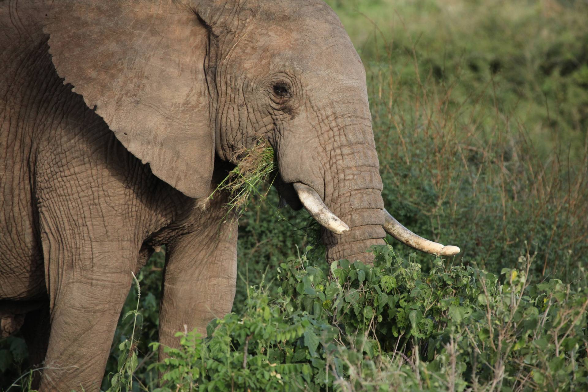 Elephant