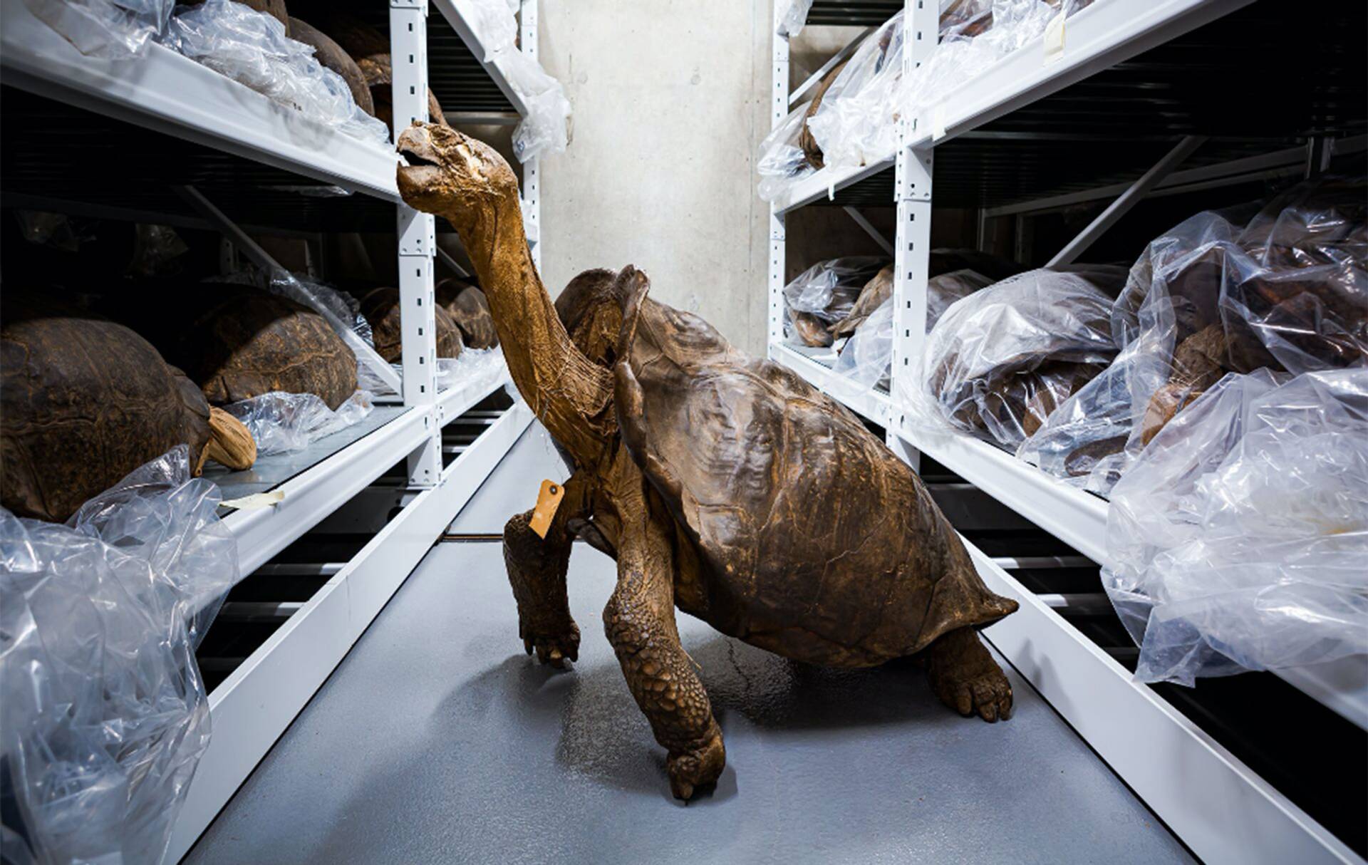 Tortoise specimen