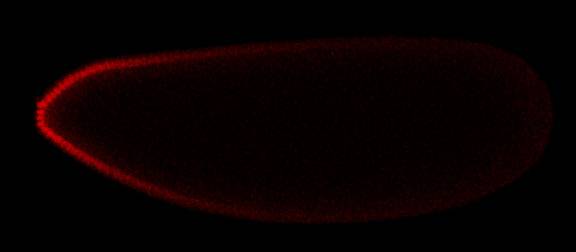 Bicoid protein