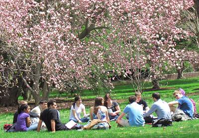 Blossoms class