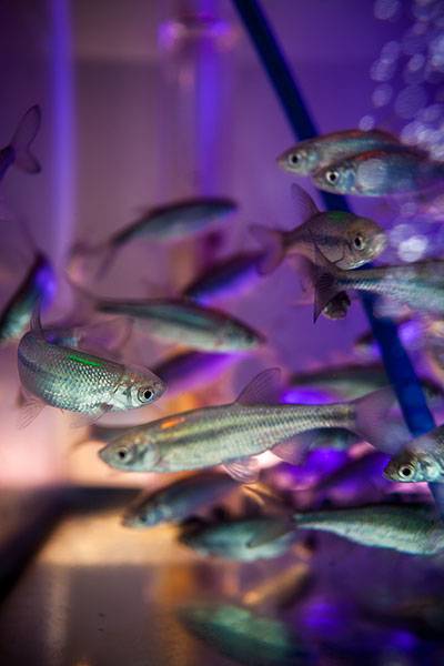 Couzin fish