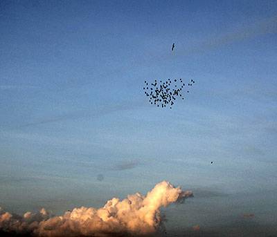 Starlings pattern