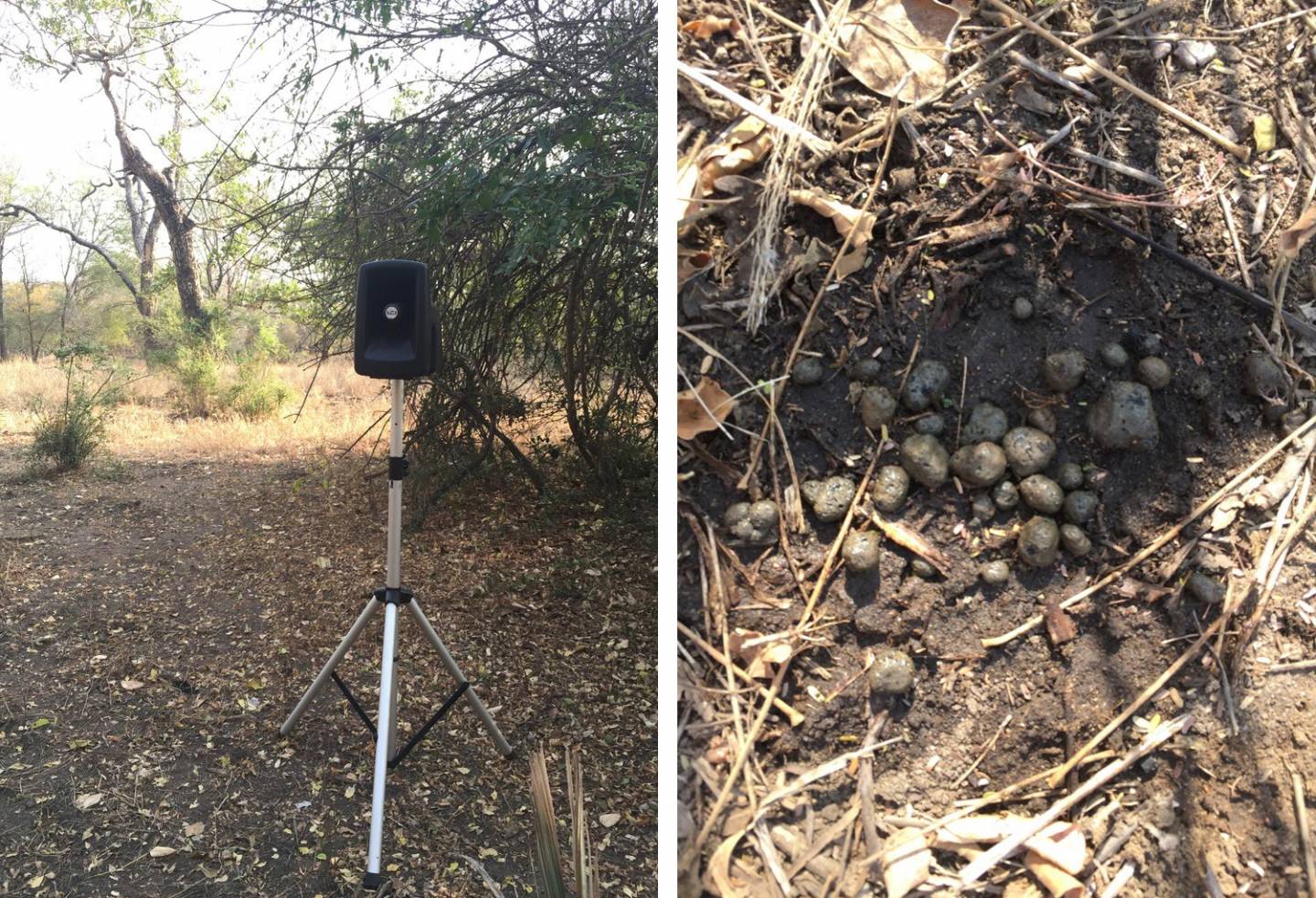 Left, a speaker used to simulate predator sounds and right: predator scat
